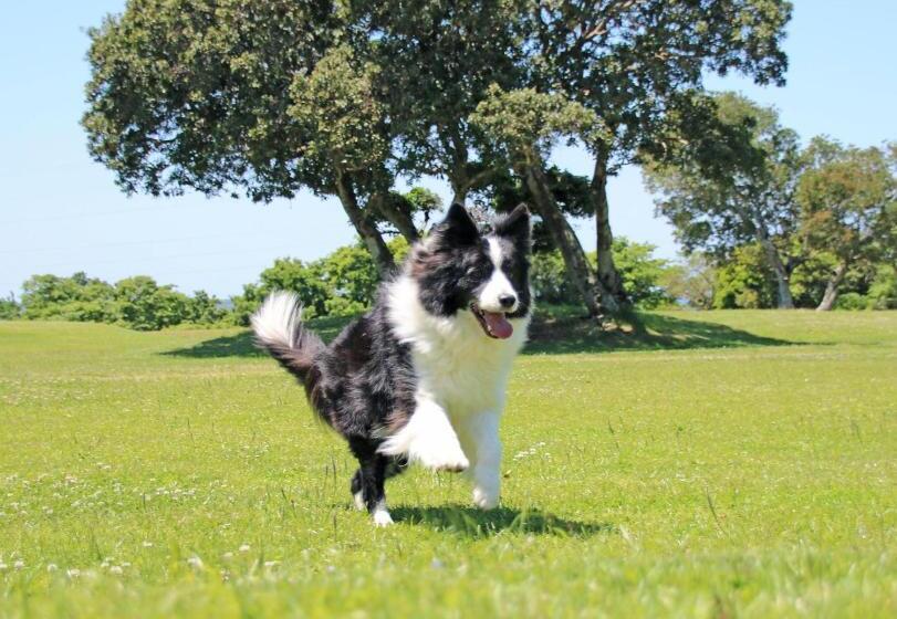 فندق Nanki Shirahama Dog Paradise