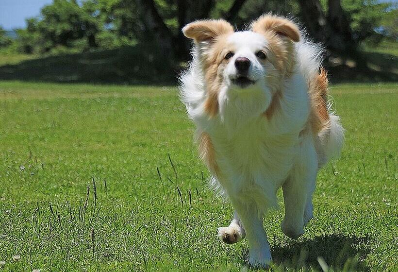 فندق Nanki Shirahama Dog Paradise