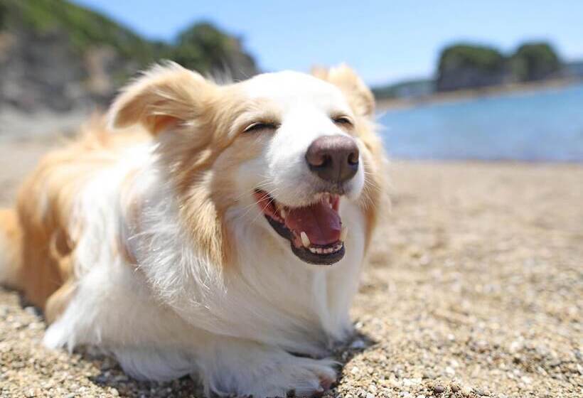בית מלון כפרי Nanki Shirahama Dog Paradise