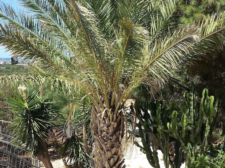 تختخواب و صبحانه Baglio Il Giovinetto