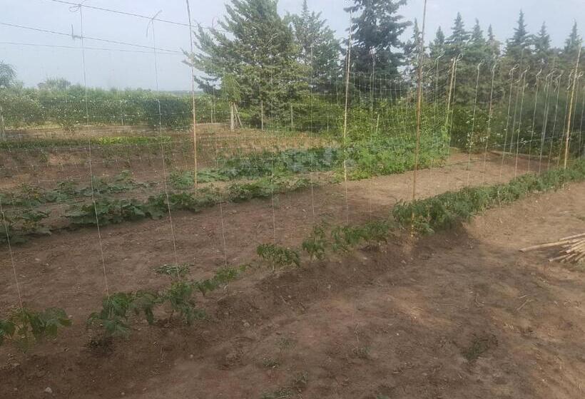 مبيت وإفطار Masseria Novelli