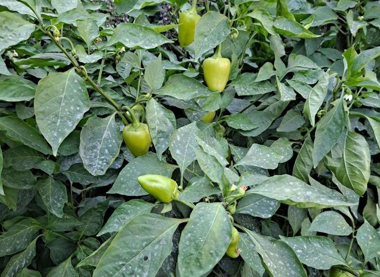 פנסיון Grand House Hostel