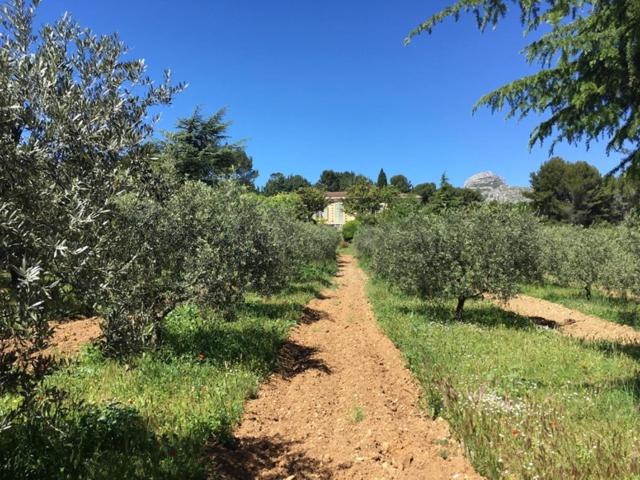 پانسیون Logement Provence Dans Domaine Oléicole