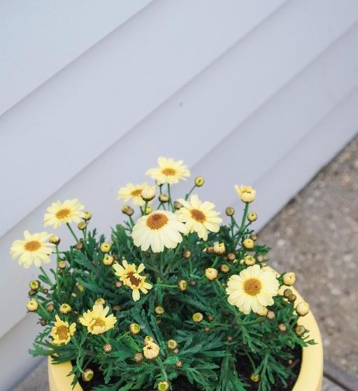 بنسيون Port Fairy Bnb   The Yellow Suite