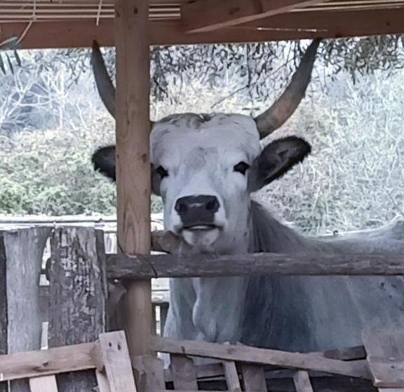 펜션 Red Cedar Ranch