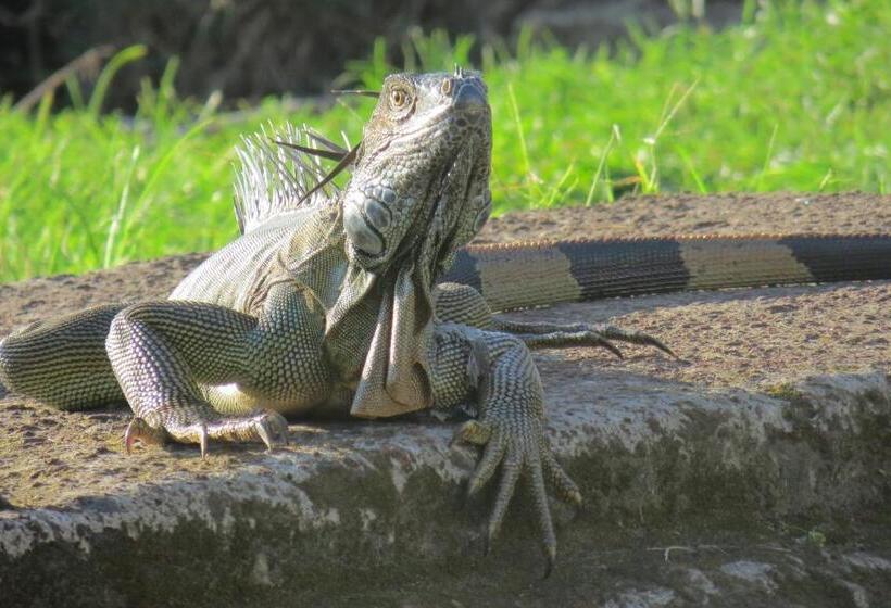 تختخواب و صبحانه Gecko De Tortuguero