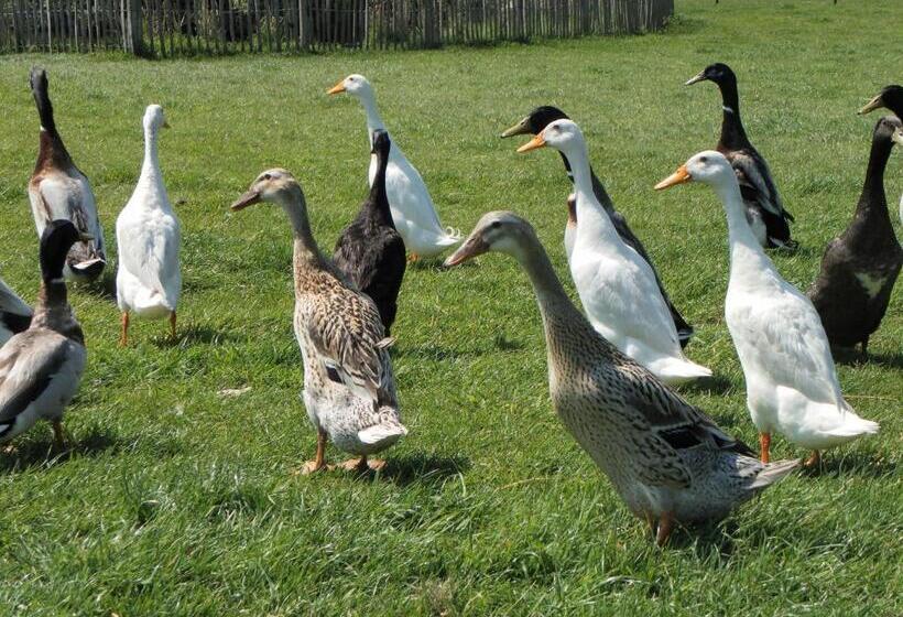 Bed and Breakfast De Turfstaeker