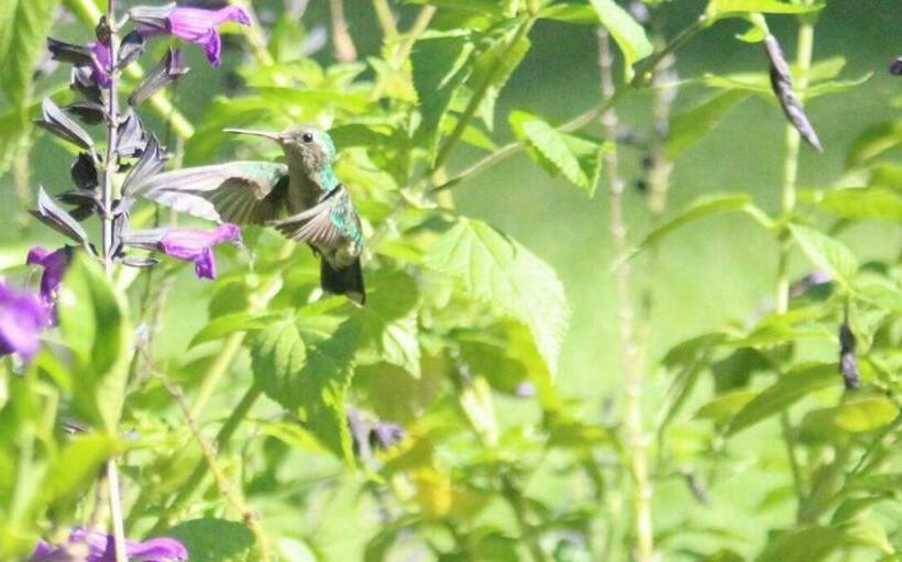 La Ignacia Bed And Breakfast