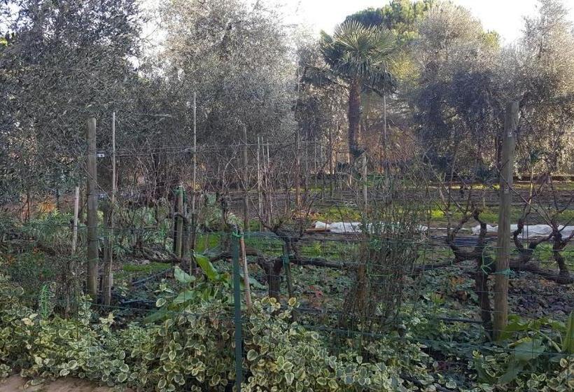 住宿加早餐  Orto Degli Ulivi