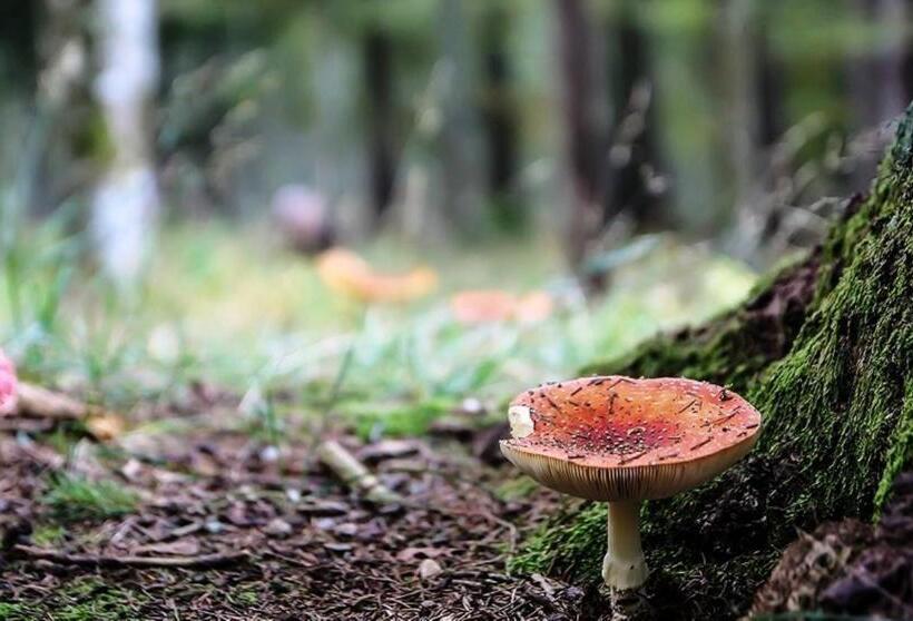 민박 La Maison Lion