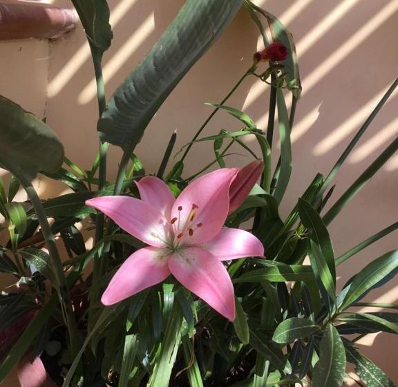 تختخواب و صبحانه Le Cale