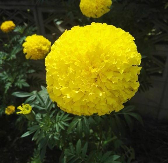 فندق صغير Guesthouse Seghetto