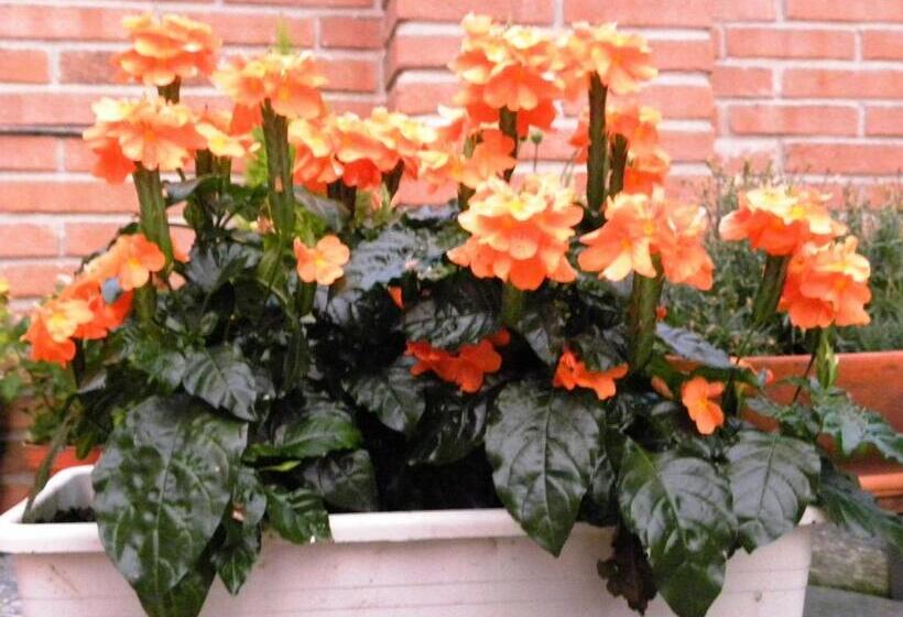 مبيت وإفطار Bed&breakfast La Siepe