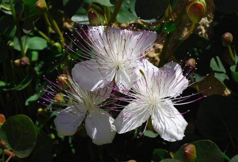 مبيت وإفطار Masseria Galatea Agriturismo