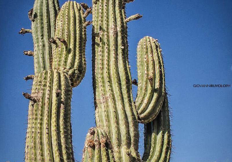 Relais Garden Cactus B&b