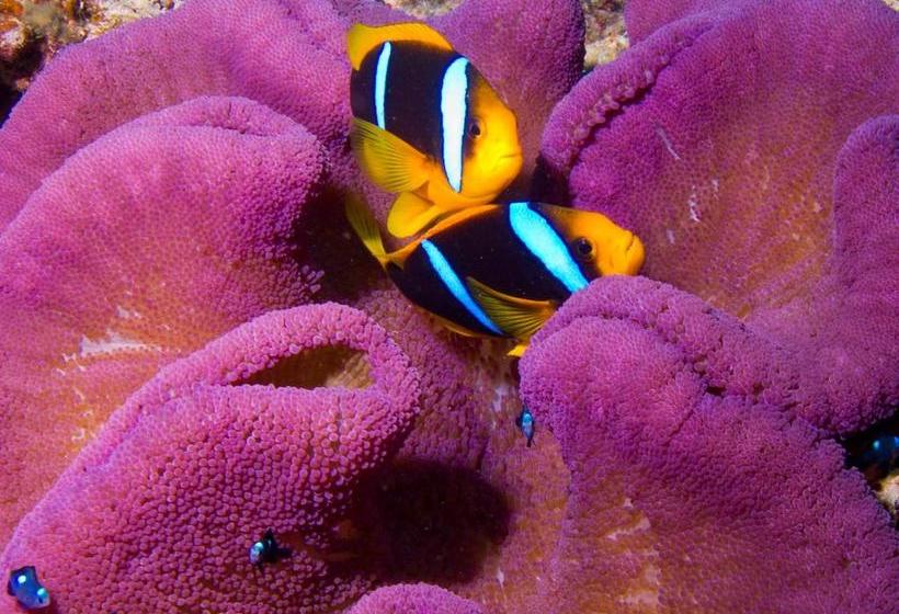 Taveuni Palms Resort