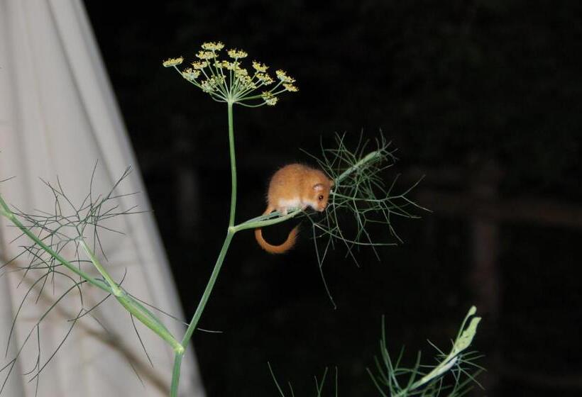 호텔 Rifugio Casello Margherita