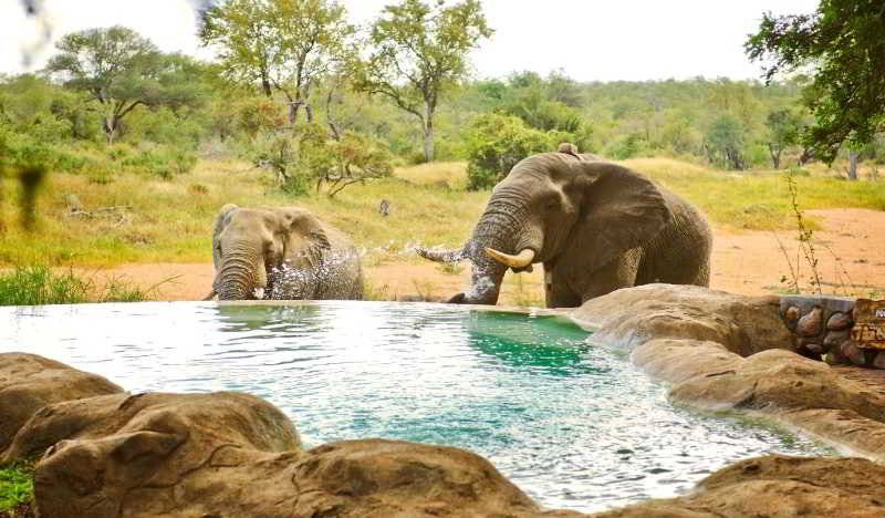 酒店 Motswari Private Game Reserve By Newmark