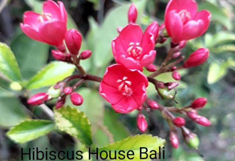 پانسیون Hibiscus House Pemuteran Bali