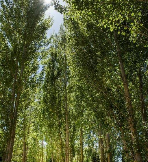 تختخواب و صبحانه Willow S Green