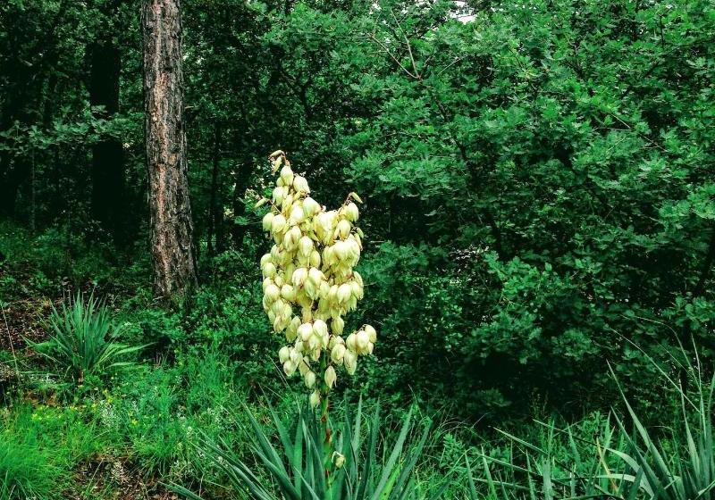 ベッドアンドブレックファースト Les Maquinols Estate