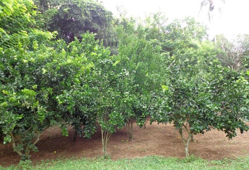 בית מלון כפרי Solar Dos Montes