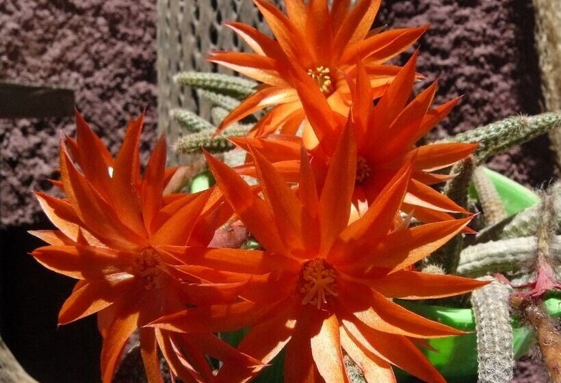 فندق صغير Hostal La Antigua