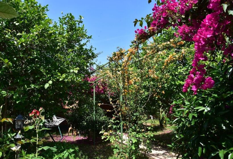تختخواب و صبحانه Lemon Garden Lodge