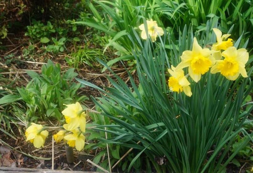 تختخواب و صبحانه Avonview Manor