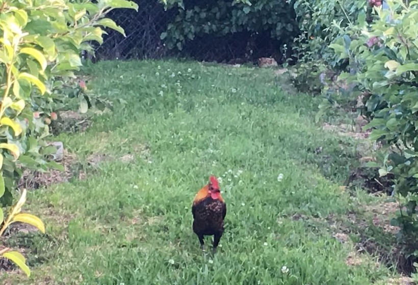 Cygnet Old Bank B & B Cafe & Gift Store