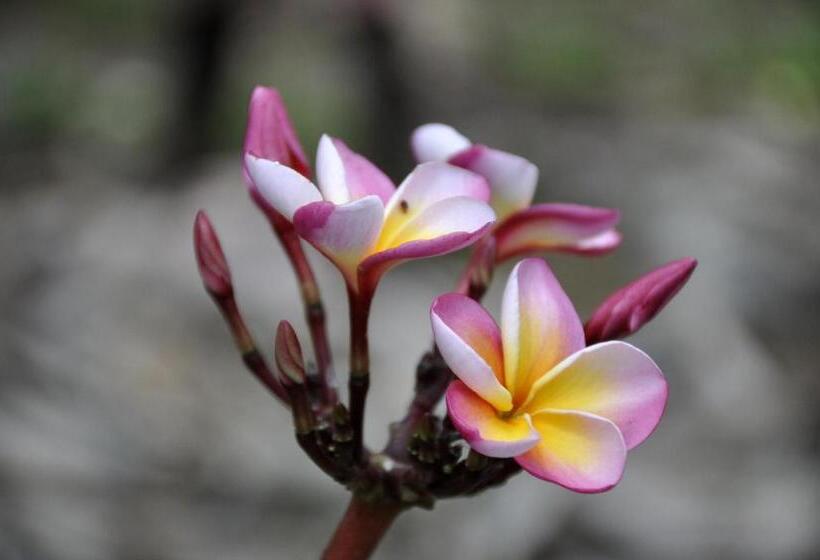 مبيت وإفطار Villa Huruma