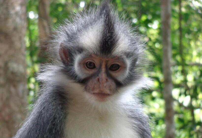 تختخواب و صبحانه Villa Paradise