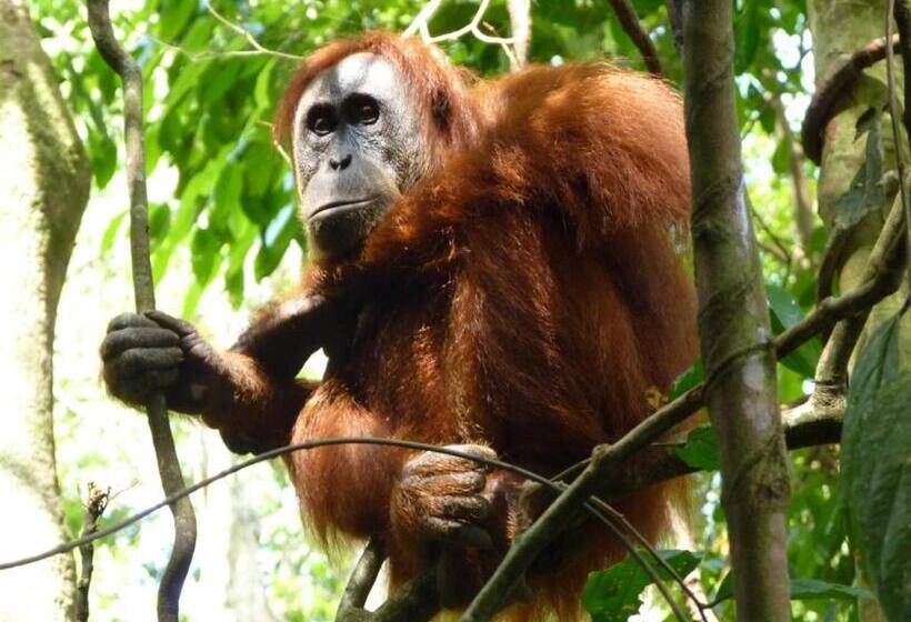 تختخواب و صبحانه Villa Paradise