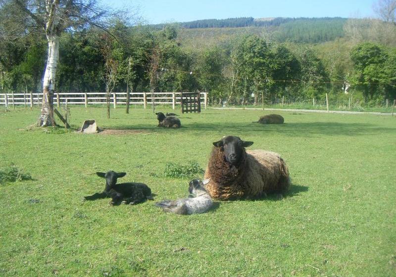 مبيت وإفطار Homeleigh Farmhouse
