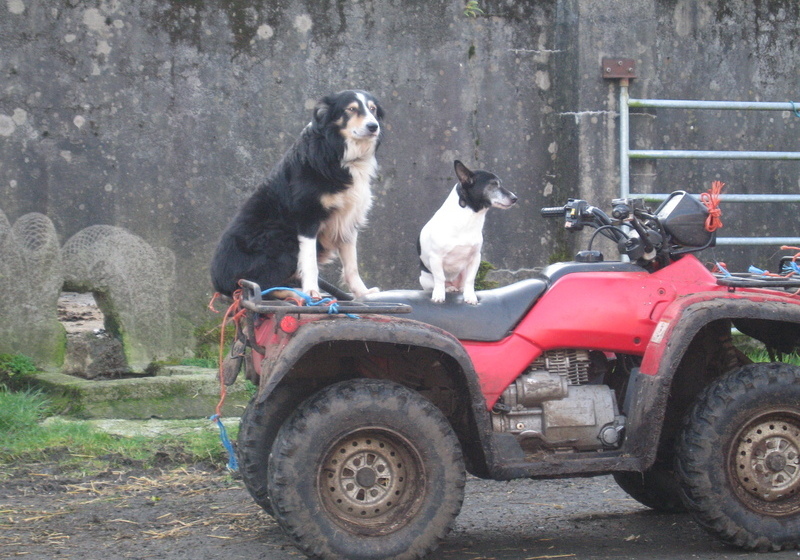 Dieskirt Farm B&b
