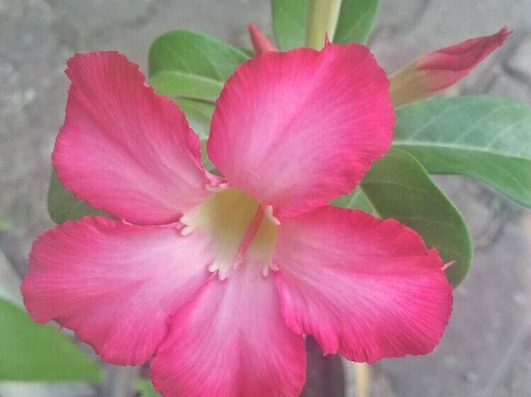 Hotel Khaolak Tusneem Resort