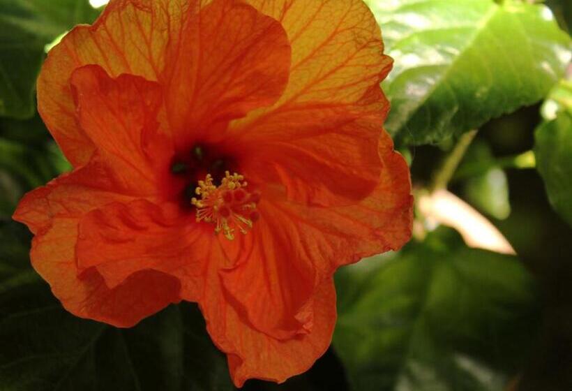 فندق Les Jardins De Baracane