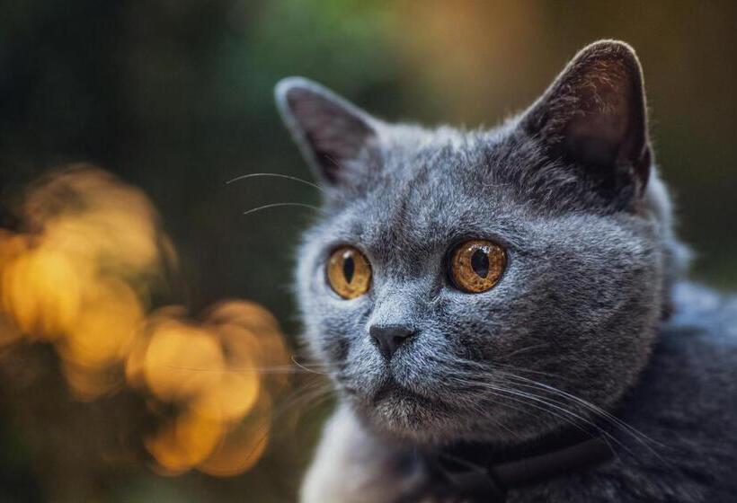 فندق Les Jardins De Baracane