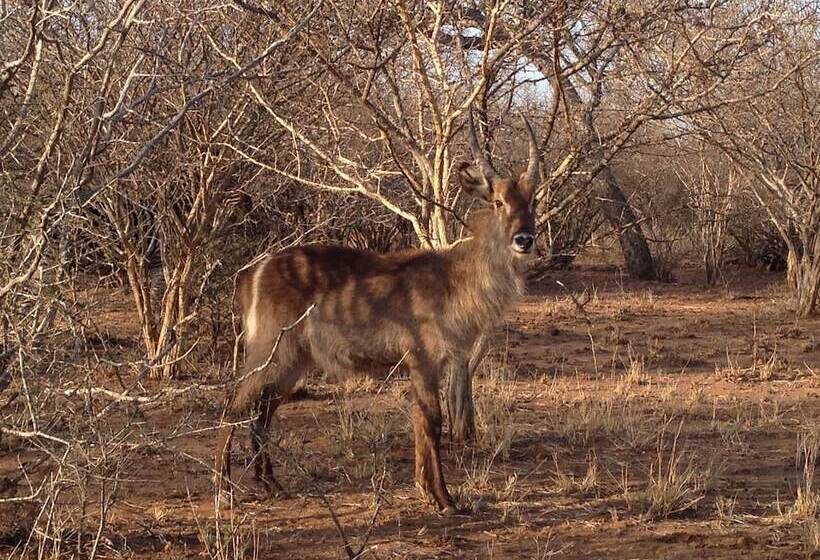 فندق The Baobab Bush Lodge, No Self Catering