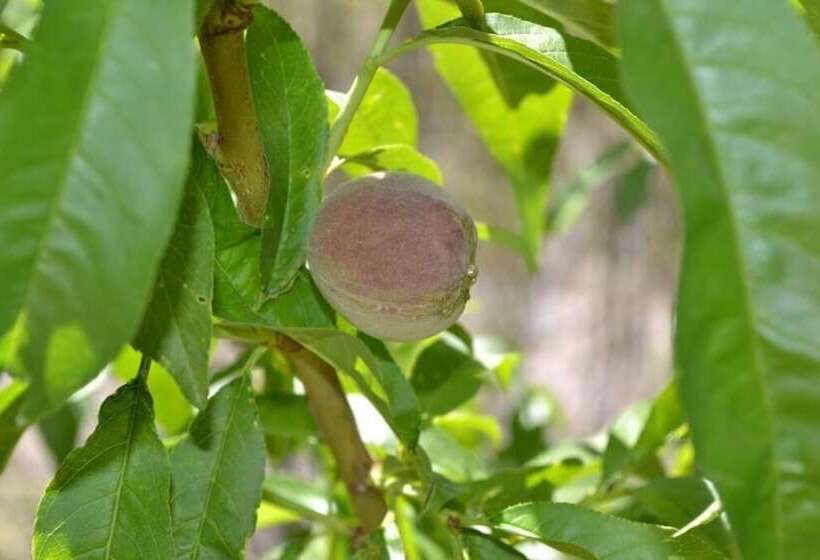 هتل Mendoza Sol Y Nieve