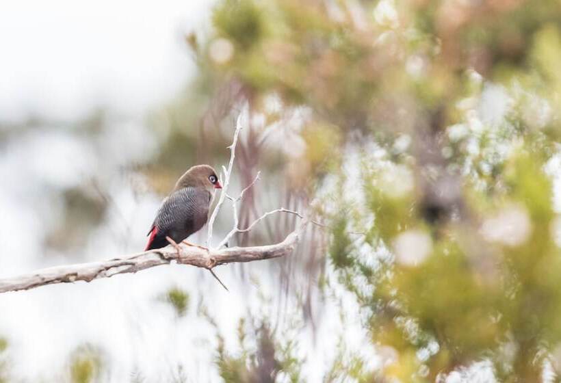 בית מלון כפרי Southwest Wilderness Camp   Tasmania