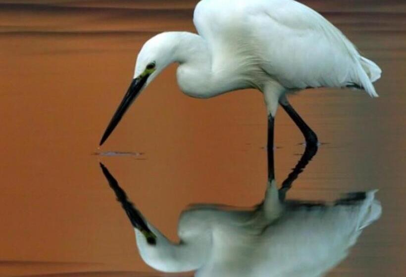 Egrets Rest