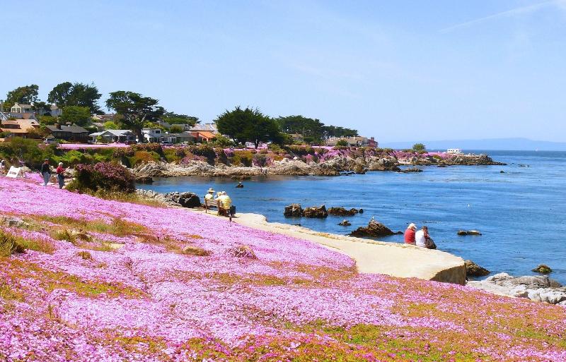 هاستل Monterey Peninsula Inn