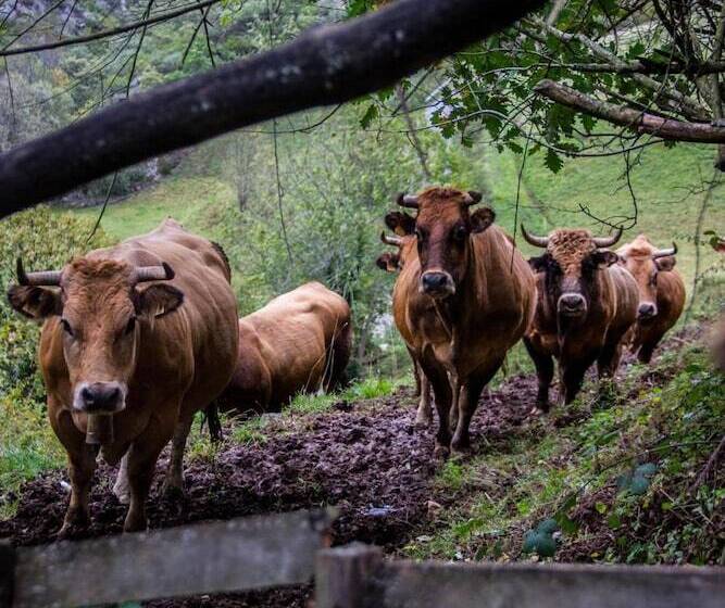 بنسيون Núcleo De Turismo Rural La Corte