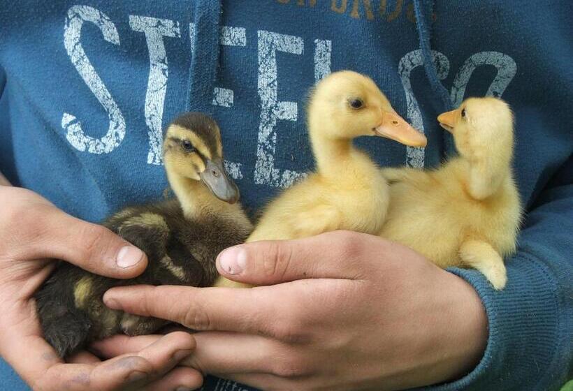 Frühstückspension Götzfried Hof