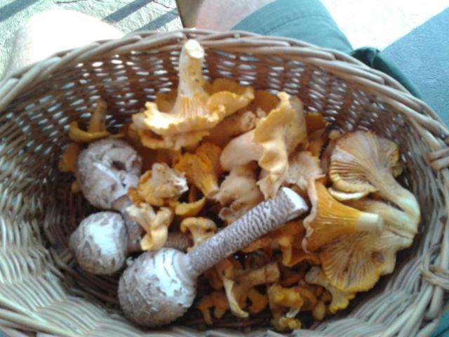 پانسیون Gästehaus Holzfeind