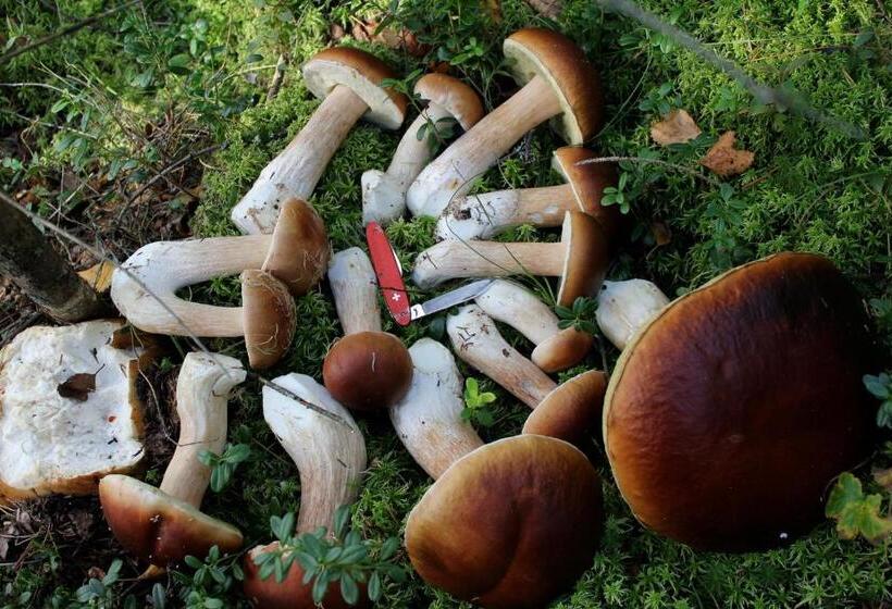 ペンション Guesthouse Kumpunen