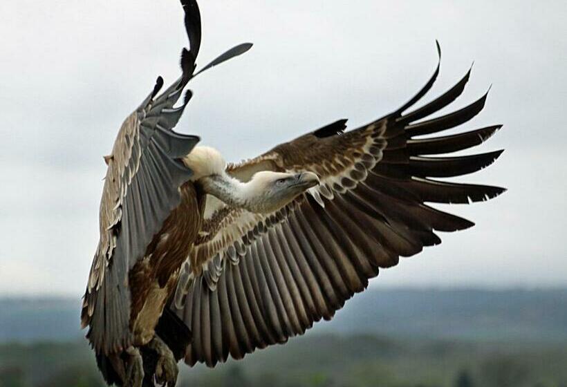 פנסיון Observatorio De Aves Mas De Bunyol