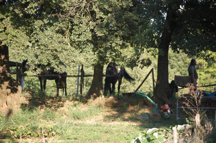호텔 Bio Agriturismo Aia Del Tufo