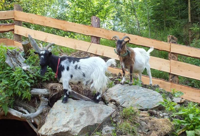 酒店 Ferienhaus Zur Alten Schmiede